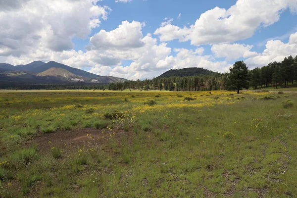 Foto Fiori Campo Intorno Flagstaff Arizona — Foto Stock