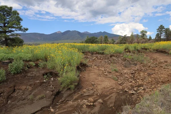 Foto Von Wildblumen Rund Flagstaff Arizona — Stockfoto