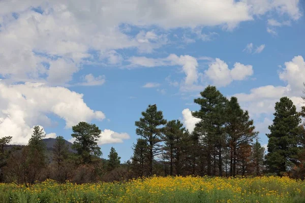 Foto Flores Silvestres Torno Flagstaff Arizona — Fotografia de Stock