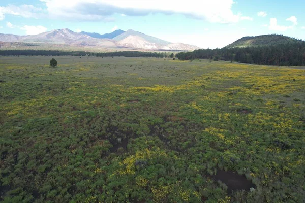 Foto Fiori Campo Intorno Flagstaff Arizona — Foto Stock