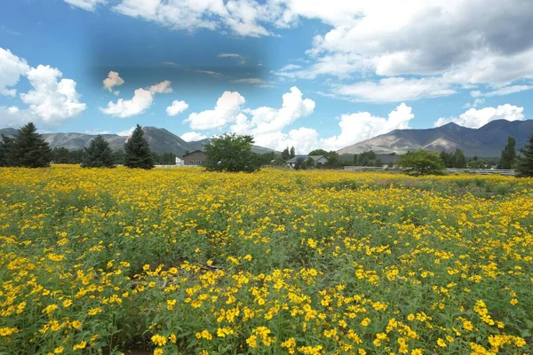 Foto Flores Silvestres Alrededor Flagstaff Arizona — Foto de Stock
