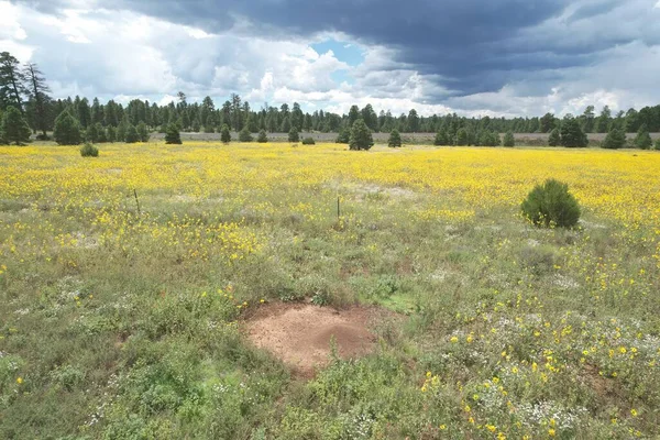 Foto Flores Silvestres Torno Flagstaff Arizona — Fotografia de Stock