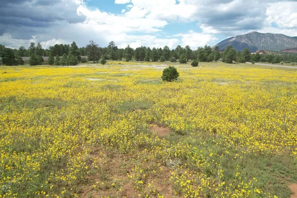 Foto Von Wildblumen Rund Flagstaff Arizona — Stockfoto