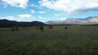 Yaban çiçeklerinin üzerinde dalgalanan Flagstaff Arizona