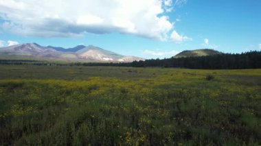 Yaban çiçeklerinin üzerinde dalgalanan Flagstaff Arizona