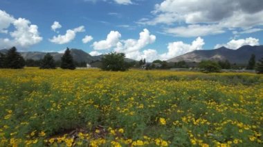 Yaban çiçeklerinin üzerinde dalgalanan Flagstaff Arizona