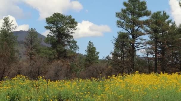 Flagstaff Arizona Kır Çiçeği — Stok video