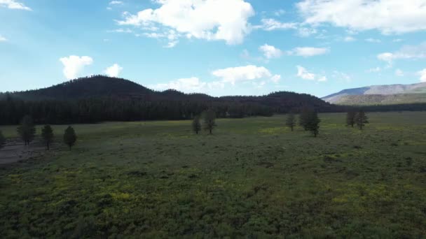 Volando Sobre Campos Flores Silvestres Inear Flagstaff Arizona — Vídeo de stock