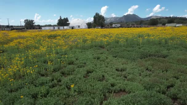 Voler Dessus Des Champs Fleurs Sauvages Flagstaff Arizona — Video