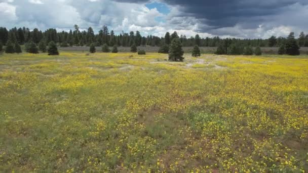 Flyver Marker Med Vilde Blomster Inear Flagstaff Arizona – Stock-video
