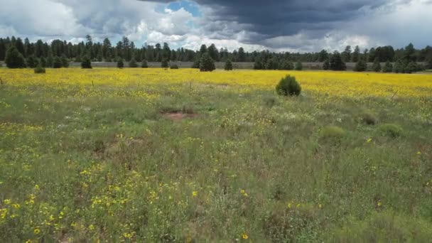 Yaban Çiçeklerinin Üzerinde Dalgalanan Flagstaff Arizona — Stok video