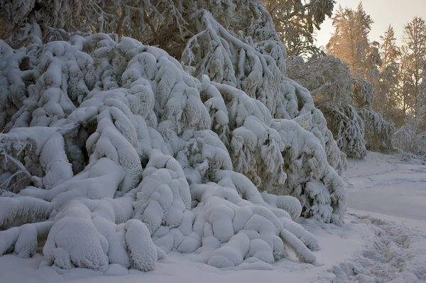 Äste von Bäumen, bedeckt mit einer dicken Schneeschicht — Stockfoto