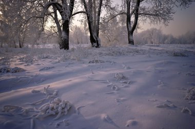 çimenler ve ağaçlar karla kaplı