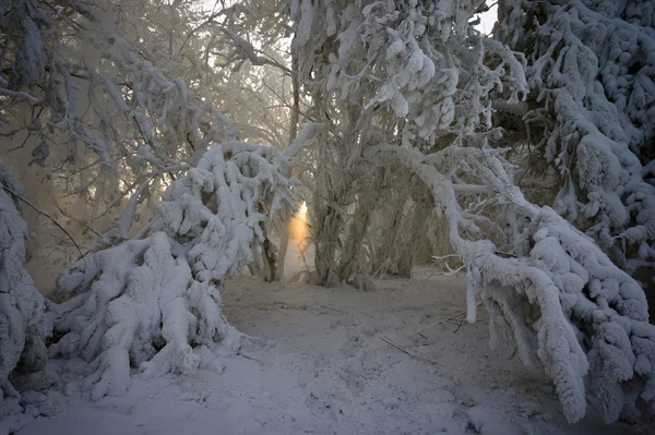 Rayo de luz entre las ramas cubiertas de nieve — Foto de Stock