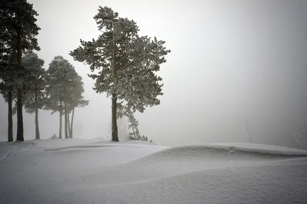 Snow covered pine trees in fog — Stock Photo, Image