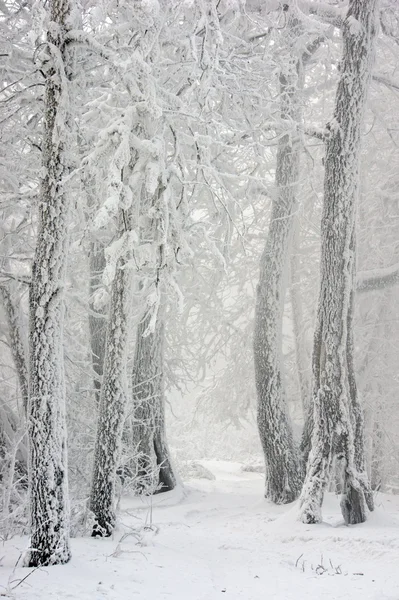 Weg in het winterbos — Stockfoto