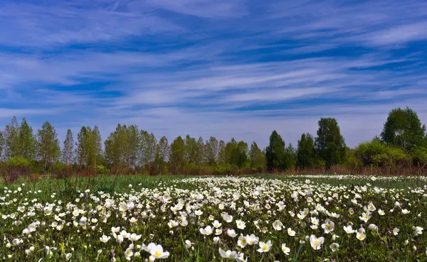 Flores de verano —  Fotos de Stock