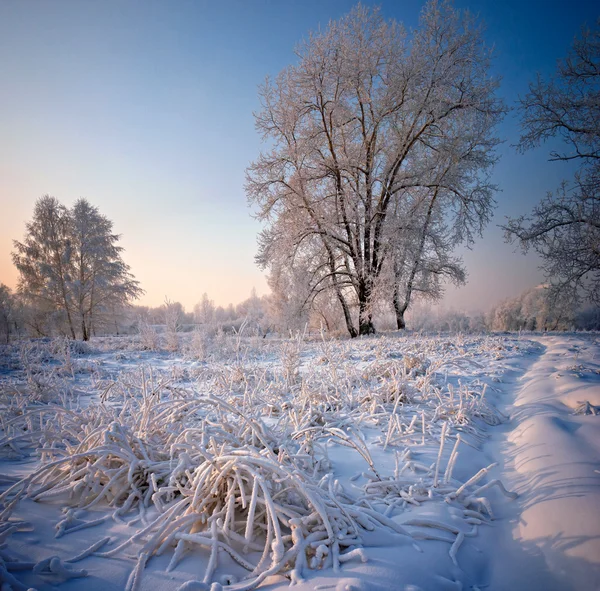 Erba e alberi coperti di gelo e neve — Foto Stock