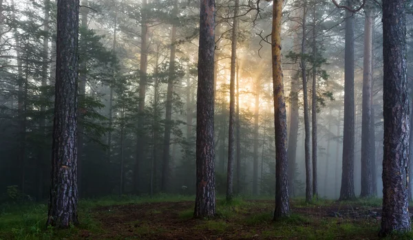 Солнечные лучи в сосновом лесу — стоковое фото