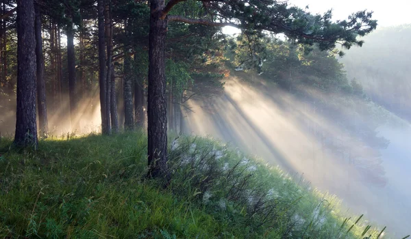 De stralen van de zon in de mist — Stockfoto