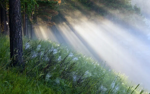 Лучи солнца в тумане — стоковое фото