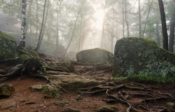 Mañana en el bosque profundo —  Fotos de Stock