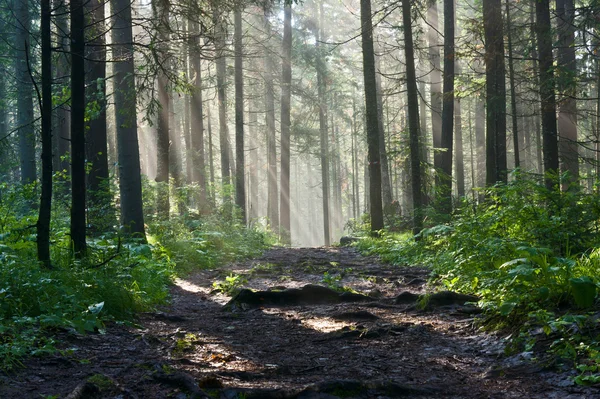 Morgen im tiefen Wald — Stockfoto