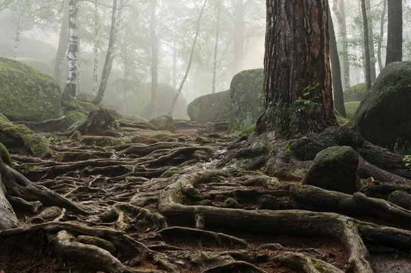 Mañana en el bosque profundo —  Fotos de Stock