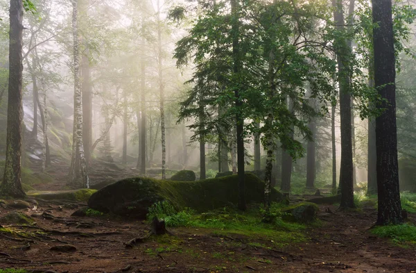 Ráno v hlubokém lese — Stock fotografie