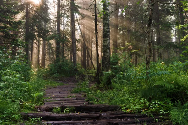 깊은 숲의 아침 — 스톡 사진