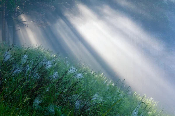 소나무 숲에서 태양 광선 — 스톡 사진
