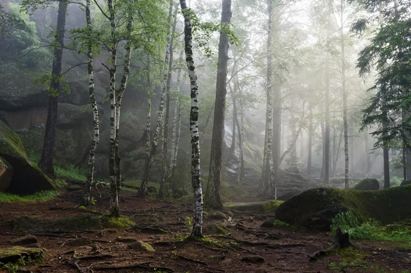 Morgen im tiefen Wald — Stockfoto