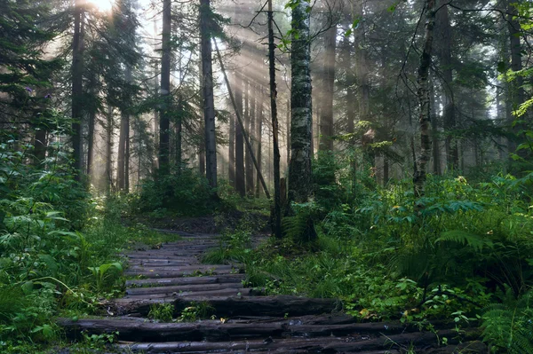 Mattina nella foresta profonda — Foto Stock