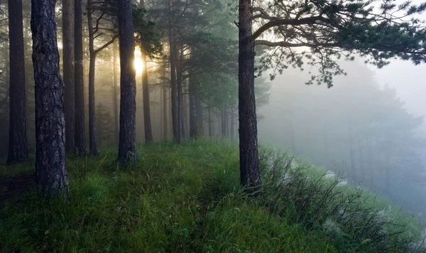 Солнечные лучи в сосновом лесу — стоковое фото
