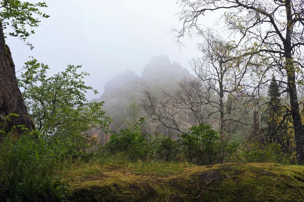 Скеля посеред лісу в тумані — стокове фото