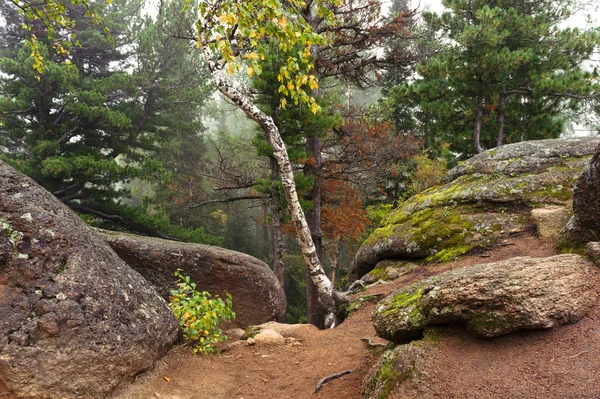 Árvores e rochas em nevoeiro — Fotografia de Stock