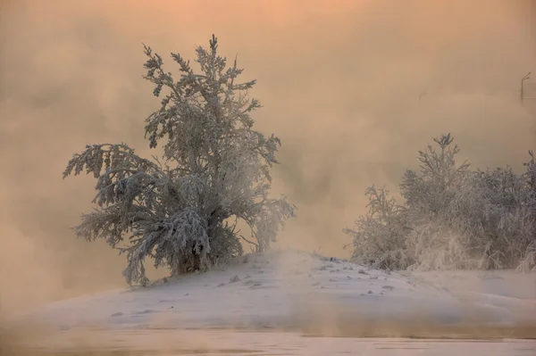 Alberi nella nebbia gelida — Foto Stock