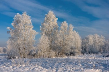 Beyaz Don ile kaplı ağaçlar