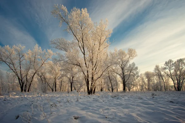 Arbres couverts de givre blanc — Photo