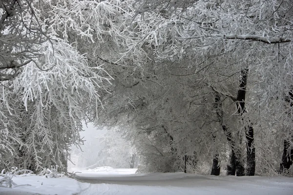 Arco di alberi innevati Foto Stock