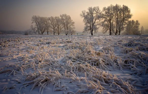 Erba e alberi ricoperti da uno spesso strato di neve — Foto Stock