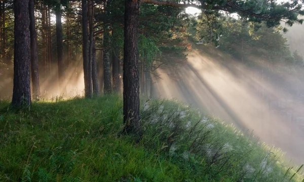 Los rayos del sol en un bosque de pinos —  Fotos de Stock