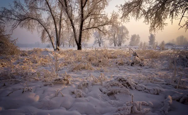 Bomen met sneeuw bedekte takken, verlicht door de zon. — Stockfoto