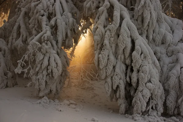 Strålar av ljus visar genom mellan grenar täckta med sn Stockbild