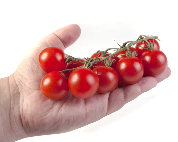 Brosse de tomates mûres couchée sur une main humaine — Photo