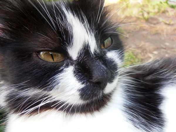 Eine schwarze Katze mit weißen Flecken — Stockfoto