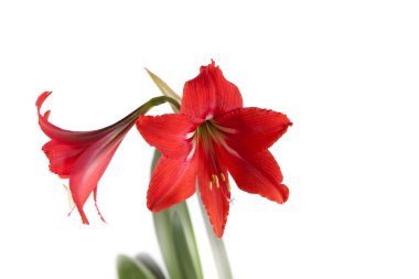 çiçek kompozisyon. güzel bir kırmızı çiçek