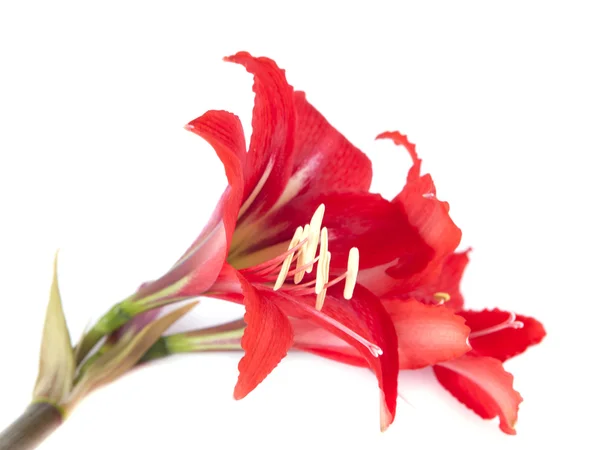 Composición floral. Hermosa flor roja — Foto de Stock