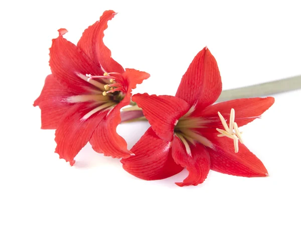 çiçek kompozisyon. güzel bir kırmızı çiçek