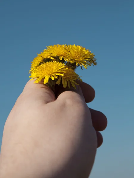 Menselijke hand met een gele paardebloemen — Stockfoto